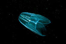 Load image into Gallery viewer, Ctenophora Bioluminescent Bowl
