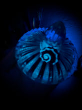 Load image into Gallery viewer, Ctenophora Bioluminescent Bowl
